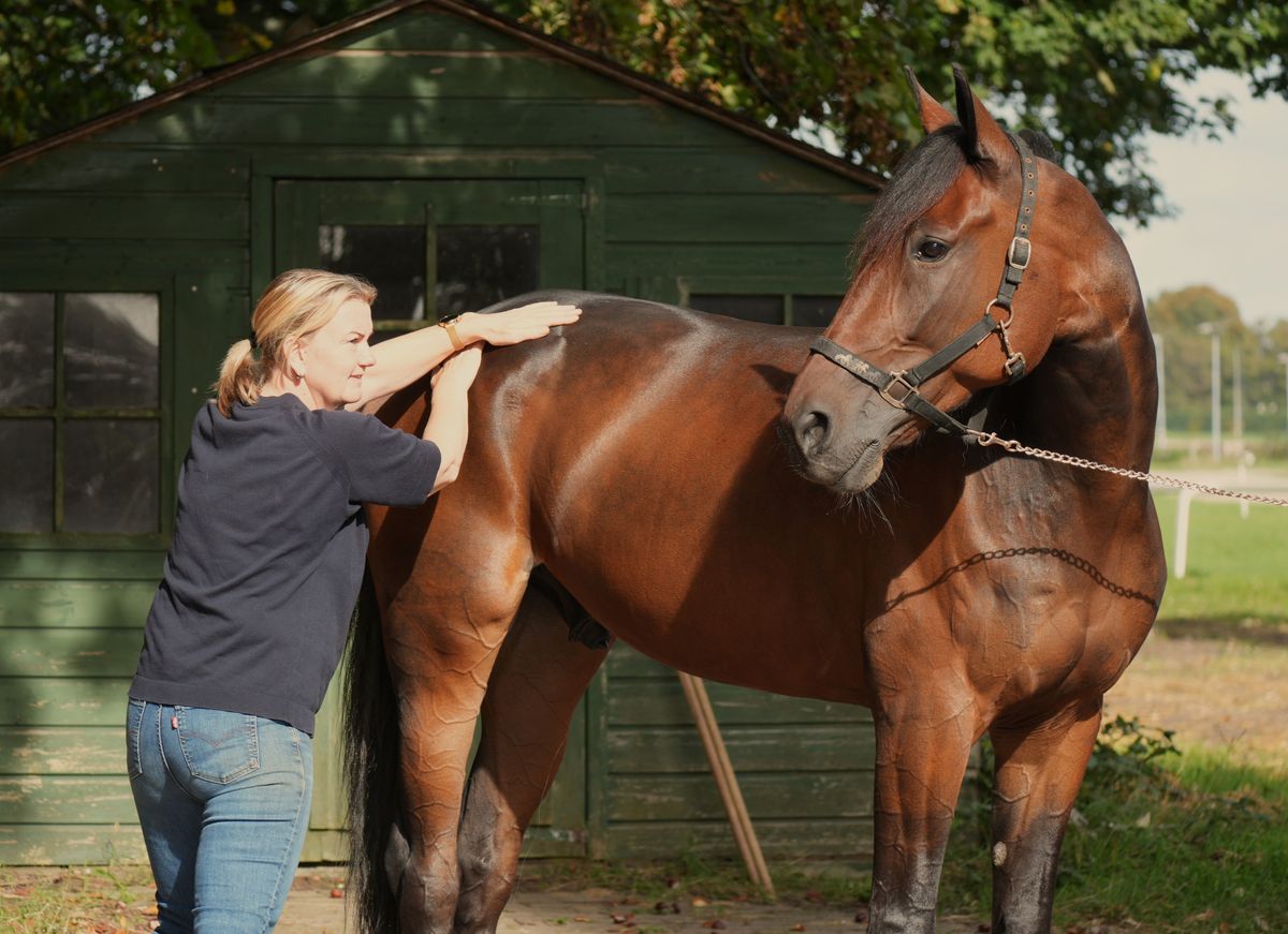 Marlous masseert de rug van een bruin paard dat voor een groene stal staat
