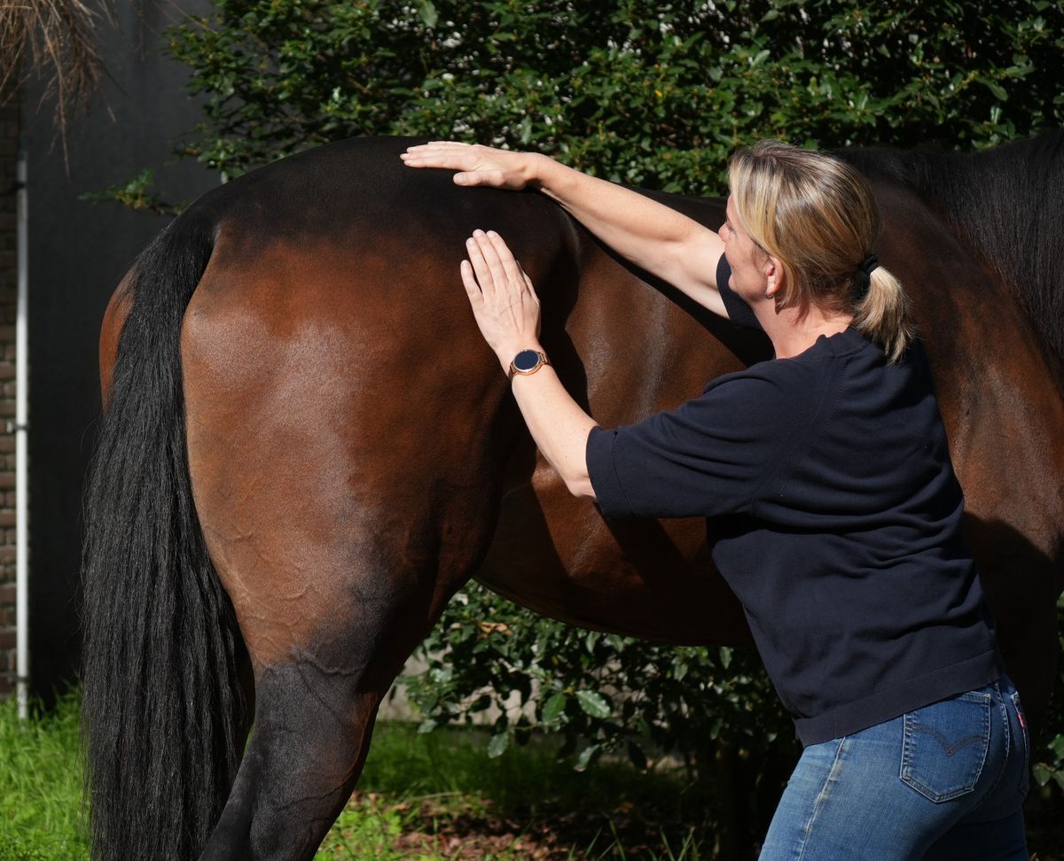 Marlous masseert de achterhand van een donkerbruin paard