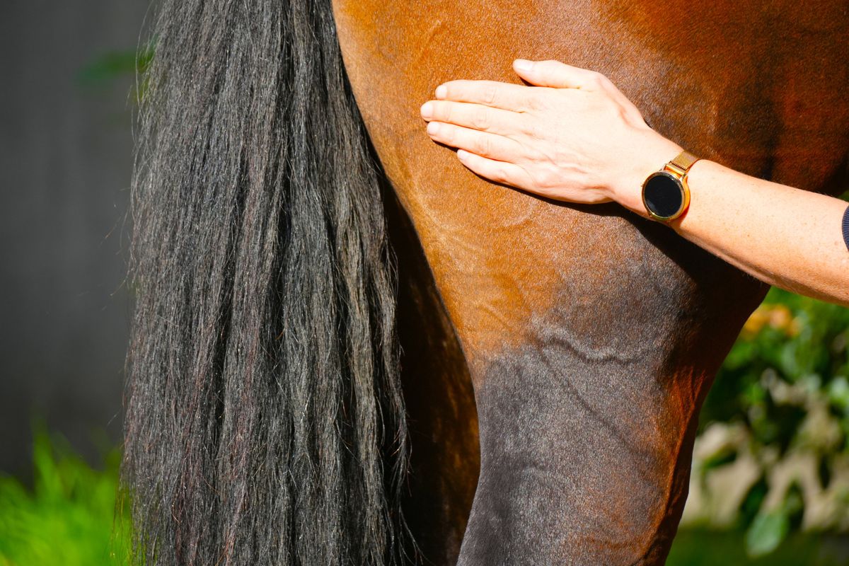 Detail van een hand die op de achterhand van een paard rust, naast de staart